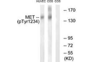 Western blot analysis of extracts from HuvEc cells and COS7cells, using Met (Phospho-Tyr1234) Antibody. (c-MET Antikörper  (pTyr1234))