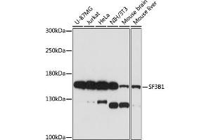 Western blot analysis of extracts of various cell lines, using SF3B1 antibody (ABIN7270543) at 1:1000 dilution. (SF3B1 Antikörper  (AA 1-144))