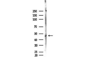 Western blot analysis of lysates from Rat brain, using Phospho-MDM2 (Ser166) Antibody at 1/1000 dilution.