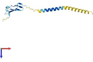 Neuregulin 4 Protein (NRG4) (AA 1-115) (His tag)