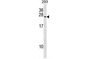 BOK Antibody (N-term) western blot analysis in 293 cell line lysates (35µg/lane). (BOK Antikörper  (N-Term))