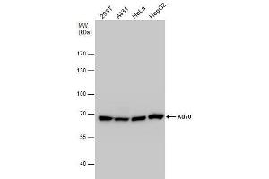 WB Image Ku70 antibody detects Ku70 protein by western blot analysis. (XRCC6 Antikörper  (C-Term))