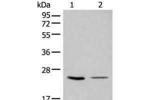 Western blot analysis of 293T and LOVO cell lysates using CDCA4 Polyclonal Antibody at dilution of 1:1000 (CDCA4 Antikörper)
