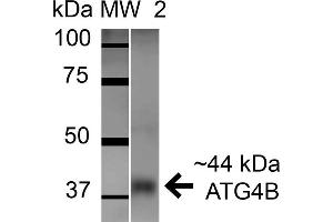 Western blot analysis of Mouse Brain cell lysates showing detection of ATG4B protein using Rabbit Anti-ATG4B Polyclonal Antibody . (ATG4B Antikörper  (AA 94-106) (Biotin))
