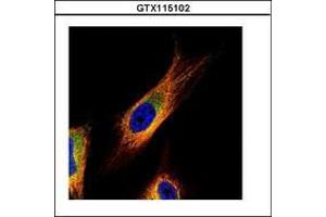 Image no. 2 for anti-COP9 Signalosome Complex Subunit 3 (COPS3) (AA 139-390) antibody (ABIN1497573) (COPS3 Antikörper  (AA 139-390))