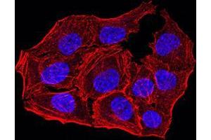 Immunofluorescence analysis of Hela cells using ANAPC10 mouse mAb. (ANAPC10 Antikörper  (AA 1-185))