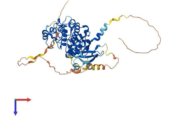 STK32C Protein (AA 1-488) (His tag)