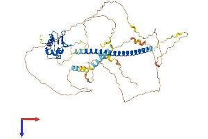 HSF2 Protein (AA 1-535) (His tag)