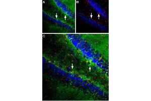 Expression of EAAT1 in rat hippocampus - Immunohistochemical staining was performed in perfusion-fixed free floating rat brain sections (frozen) using Anti-EAAT1 (GLAST) (extracellular) Antibody (ABIN7043662, ABIN7044352 and ABIN7044353), (1:100). (SLC1A3 Antikörper  (2nd Extracellular Loop))