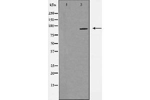 Western blot analysis of extracts from HeLa cells, using PGBD1 antibody. (PGBD1 Antikörper  (Internal Region))