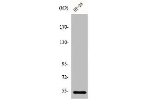 Western Blot analysis of HT29 cells using DDX19B Polyclonal Antibody (DDX19B Antikörper  (N-Term))