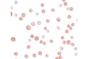 Immunocytochemical staining of HeLa cells with TCF12 polyclonal antibody  at 10 ug/mL. (TCF12 Antikörper  (N-Term))