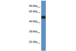 Image no. 1 for anti-Protein Phosphatase 2, Regulatory Subunit B', epsilon Isoform (PPP2R5E) (AA 120-169) antibody (ABIN6746459)