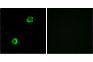 Immunofluorescence analysis of MCF7 cells, using APOL2 Antibody. (Apolipoprotein L 2 Antikörper  (AA 191-240))