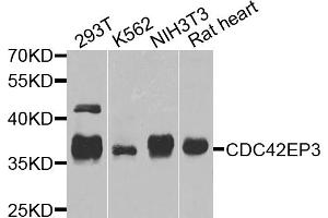 Western blot analysis of extracts of various cell lines, using CDC42EP3 antibody. (CDC42EP3 Antikörper)