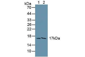 Western blot analysis of (1) Human Liver Tissue and (2) Human A549 Cells. (FAM19A3 Antikörper  (AA 44-130))