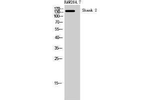 Western Blotting (WB) image for anti-SH3 and Multiple Ankyrin Repeat Domains 2 (SHANK2) (Internal Region) antibody (ABIN3177401) (SHANK2 Antikörper  (Internal Region))