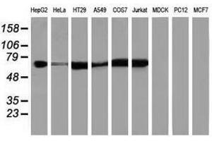 Image no. 2 for anti-Insulin-Like Growth Factor 2 mRNA Binding Protein 2 (IGF2BP2) antibody (ABIN1498826) (IGF2BP2 Antikörper)