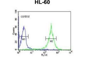 Flow cytometric analysis of HL-60 cells (right histogram) compared to a negative control cell (left histogram) using PLA2G7  Antibody , followed by FITC-conjugated goat-anti-rabbit secondary antibodies. (PLA2G7 Antikörper  (Middle Region))