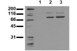 Western Blotting (WB) image for anti-Signal Transducer and Activator of Transcription 3 (Acute-Phase Response Factor) (STAT3) (phosphorylated) antibody (ABIN126899) (STAT3 Antikörper  (phosphorylated))