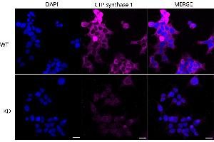 anti-CTP Synthase (CTPS) antibody