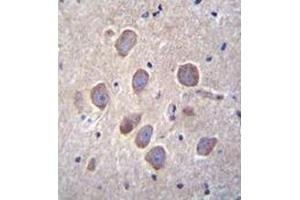 Immunohistochemistry analysis in formalin-fixed, paraffin-embedded human brain tissue using PCDHA8 Antibody (C-term), followed by peroxidase conjugation of the secondary antibody and DAB staining. (PCDHa8 Antikörper  (C-Term))