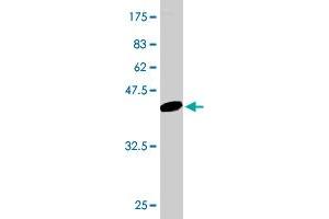 Western Blot detection against Immunogen (42. (Fission 1 Antikörper  (AA 1-152))