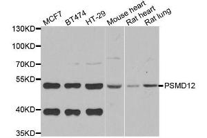 Western blot analysis of extracts of various cell lines, using PSMD12 antibody. (PSMD12 Antikörper  (AA 197-456))