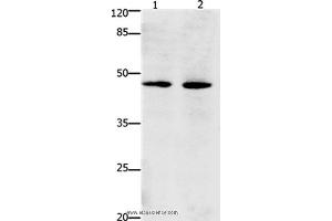 Western blot analysis of Hepg2 and Hela cell, using Dap3 Polyclonal Antibody at dilution of 1:900 (DAP3 Antikörper)