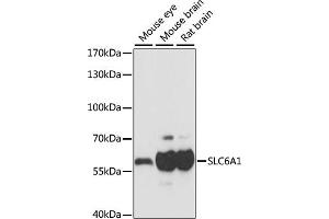 Western blot analysis of extracts of various cell lines, using SLC6 antibody (5099) at 1:1000 dilution. (SLC6A1 Antikörper)