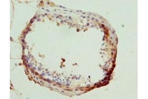 Immunohistochemistry of paraffin-embedded human testis tissue using ABIN7165022 at dilution of 1:100