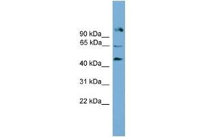 WB Suggested Anti-Nr5a2 Antibody Titration:  0.