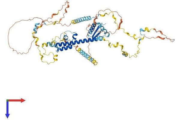 REC8 Protein (AA 1-591) (His tag)