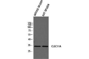Western Blot (WB) analysis of Mouse Spleen Rat SPLEEN using CLEC11A antibody. (CLEC11A Antikörper)