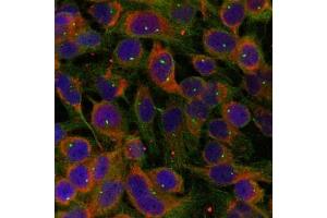 Immunofluorescence staining of methanol-fixed Hela cells using Niban-like protein(Ab-712) antibody. (MEG3 Antikörper)