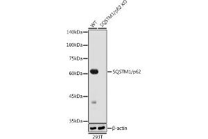 Western blot analysis of extracts from wild type (WT) and SQSTM1/p62 knockout (KO) 293T cells, using SQSTM1/p62 antibody (ABIN7270205) at 1:1000 dilution.