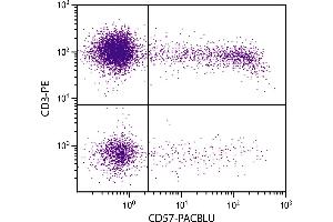 Human peripheral blood lymphocytes were stained with Mouse Anti-Human CD57-PACBLU. (CD57 Antikörper  (Biotin))