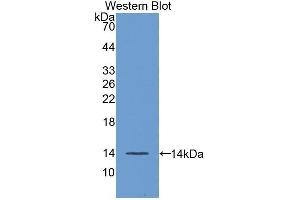 Western Blotting (WB) image for anti-Fibroblast Growth Factor 23 (FGF23) (AA 24-126) antibody (ABIN1858870) (FGF23 Antikörper  (AA 24-126))