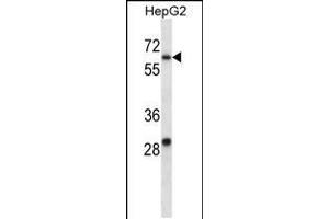 Western blot analysis in HepG2 cell line lysates (35ug/lane). (KCNC1 Antikörper  (C-Term))