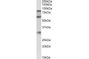 ABIN5539647 (0. (KNG1 Antikörper  (Internal Region))
