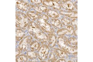 Immunohistochemistry of paraffin-embedded rat kidney using RPL26L1 antibody (ABIN7270000) at dilution of 1:50 (40x lens). (RPL26L1 Antikörper)