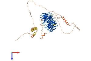 TLE6 Protein (AA 1-581) (His tag)