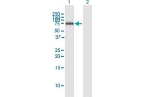 Western Blot analysis of FLRT2 expression in transfected 293T cell line by FLRT2 MaxPab polyclonal antibody. (FLRT2 Antikörper  (AA 1-660))