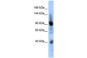 Western Blotting (WB) image for anti-Zinc Finger Protein 507 (ZNF507) antibody (ABIN2458183) (ZNF507 Antikörper)