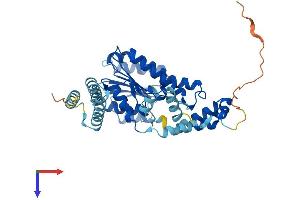 HSD11B2 Protein (AA 1-405) (His tag)
