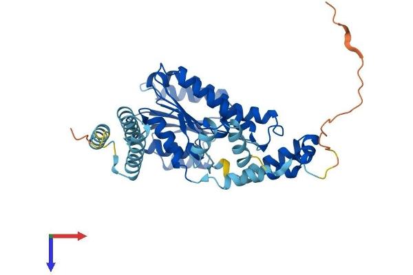 HSD11B2 Protein (AA 1-405) (His tag)