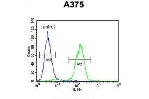 Flow Cytometry (FACS) image for anti-Actin-Related Protein 2 (ACTR2) antibody (ABIN3002671) (ACTR2 Antikörper)