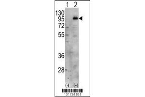 Western blot analysis of PIP5K1C using PIP5K1G Antibody. (PIP5K1C Antikörper  (C-Term))
