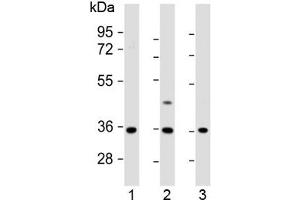 Western blot testing of human 1) U-87 MG, 2) U-2 OS and 3) MDA-MB-231 cell lysate with OR2AE1 antibody at 1:1000.