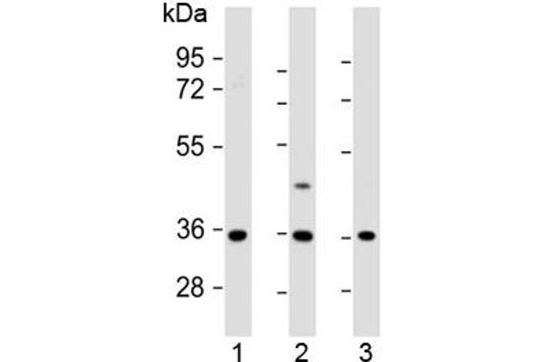 Olfactory Receptor, Family 2, Subfamily AE, Member 1 (OR2AE1) (AA 278-312) Antikörper